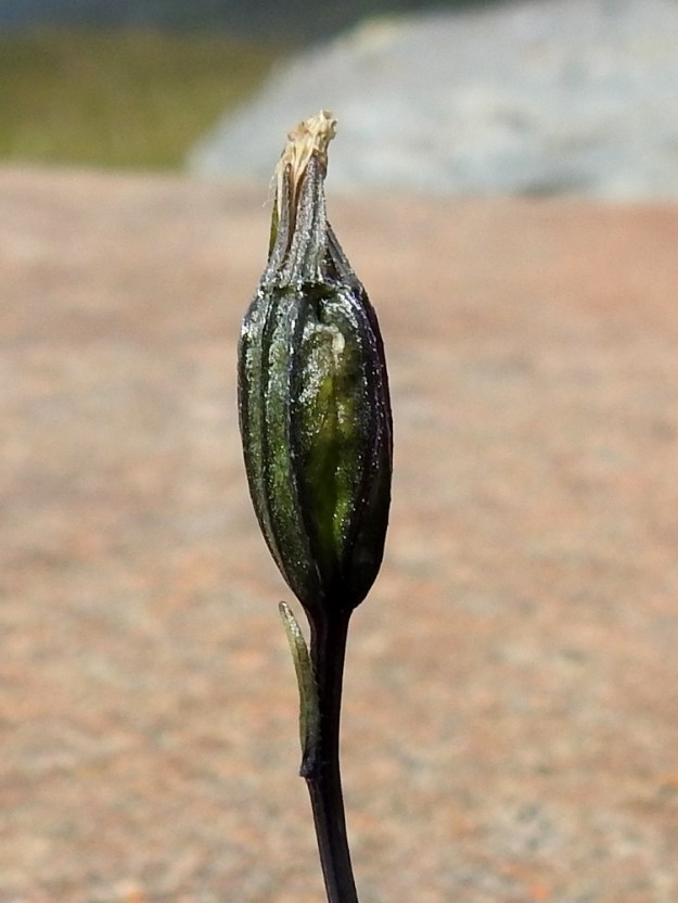 Campanula uniflora - kiirunankellon kukkapohjuksesta paisuva kota on pysty, kapeansoikeahko, särmäsuoninen ja tummanvihreän, tumman sinipunaisen sekä ruskehtavan kirjava. Se on tavallisesti noin 15-20 mm pitkä ja noin 5-7 mm leveä. Edellä mainittuun pituuteen sisältyvät kodan kärjessä säilyvät verholehdet. Norja, Tr, Kåfjord, Birtavarresta lähtevän Guolásveienin loppupään varsi Haltiantien risteyksestä pohjoiseen, tien itäpuolinen, kallioinen paljakkaharjanne, n. 820 m mpy, 17.7.2023. Copyright Hannu Kämäräinen.