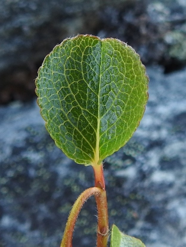 Salix herbacea - vaivaispajun lehtilapa on ehyt, ohut ja lähes tai aivan pyöreämuotoinen. Se on pyöreä-, tylppä- tai lanttokärkinen ja tyvestään pyöreähkö tai herttamainen. Yläpinta on vihreä, sileä, kiiltävä ja kalju. Lehtikorvakkeet puuttuvat. Ruoti on yleensä noin 3-6 mm pitkä, kellanruskea - punaruskea ja kalju tai karvainen. EnL, Enontekiö, Kilpisjärvi, Saanan pitkä ja loivahko luoteisrinne n. 80 m lounaisenpahtaseinämän reunasta, avokallioinen ja louhikkoinen rinne huipulle nousevan kulku-uran koillispuolella, 945 m mpy, 10.7.2026. Copyright Hannu Kämäräinen.