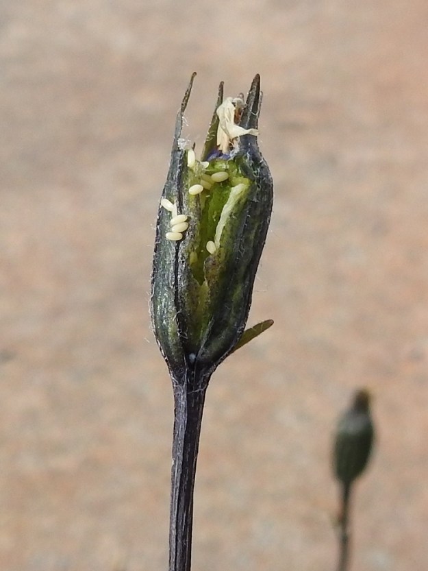 Campanula uniflora - kiirunankellon kota on särmistään enemmän tai vähemmän karvainen. Se aukeaa kärjestään alkaen. Kuvassa oleva kota on liiskaantunut ennen aikojaan ja paljastanut kypsänä ruskehtavat siemenensä vielä lähes valkoisina. Siemenet ovat pitkulaiset tai kapeansoikeat ja 1-1,2 mm pitkät. Norja, Tr, Kåfjord, Birtavarresta lähtevän Guolásveienin loppupään varsi Haltiantien risteyksestä pohjoiseen, tien itäpuolinen, kallioinen paljakkaharjanne, n. 820 m mpy, 17.7.2023. Copyright Hannu Kämäräinen.
