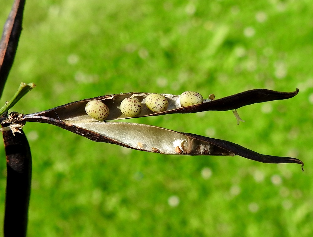 Lathyrus vernus - kevätlinnunherneen palot ovat kypsänä ruskeat tai mustat. Niissä on useimmiten 8-14 pyöreähköä tai pitkänpyöreää, vihreäpohjaista, ruskeapilkkuista ja sileää sekä kiillotonta siementä, jotka ovat pisimmältä läpimitaltaan noin 2,5-3 mm. EH, Hämeenlinna, Loimalahti, Hirsimäki, Vuokontien ja Kämmekäntien välinen, rehevä metsärinne, 15.7.2026. Copyright Hannu Kämäräinen.