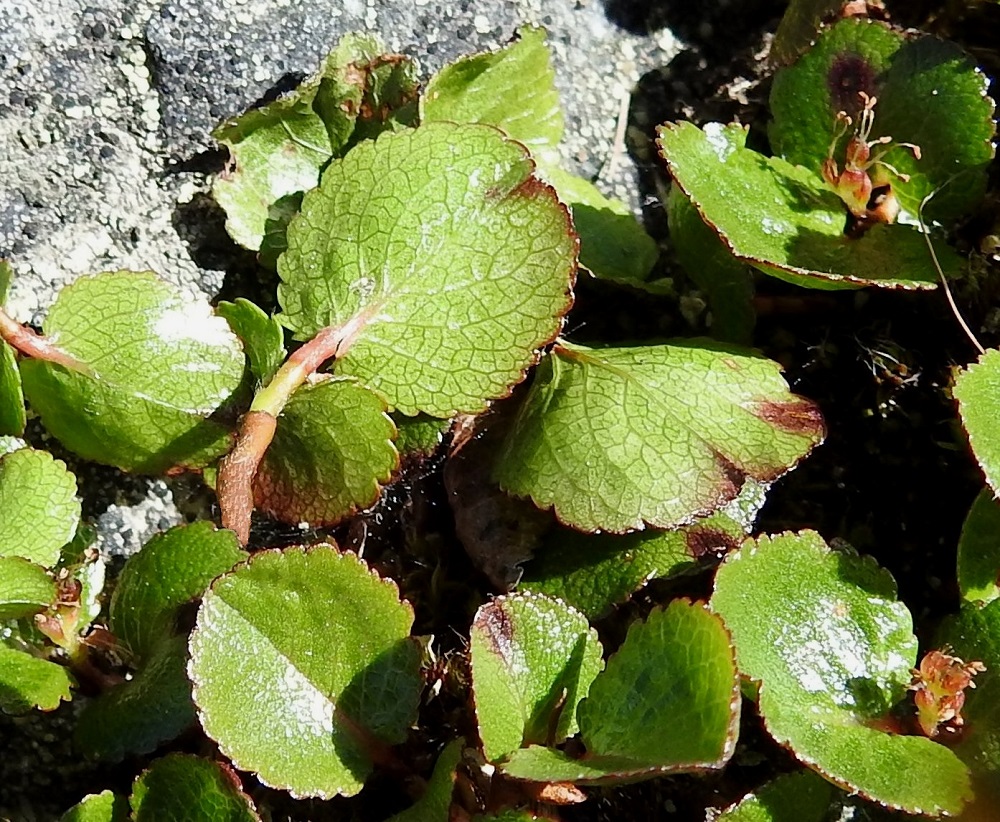 Salix herbacea - vaivaispajun lehdet ovat alta vaaleahkonvihreät, kiiltävähköt, hieman korkosuoniset ja kaljut tai tyveltään sekä suonistaan vaihtelevasti karvaiset. Lehtilaita on litteä tai litteähkö ja nyhämäisesti matalahampainen. Lavassa on suonipareja tavallisesti kolmesta viiteen. Myös pääsuonten välinen, verkkomainen välisuonitus on selvästi näkyvillä. EnL, Enontekiö, Kilpisjärvi, Korkea-Jehkasin eteläinen alarinne, Skirhasgaska, luontopolun varsi lähellä kohtaa, jossa polku yhtyy sodanaikaiseen saksalaistien uraan, 675 m mpy, 10.7.2018. Copyright Hannu Kämäräinen.