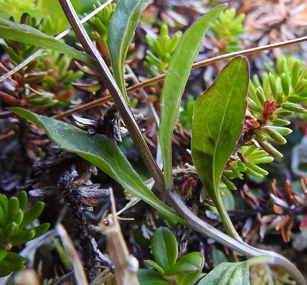 Campanula uniflora - kiirunankellon alimmat varsilehdet ovat ruodilliset ja puikean soikeat tai pitkulaiset sekä pyöreähkö-, tylppä- tai suippokärkiset ja tasaisen kiilamaisesti ruotiin kapenevat. Lapa on molemmin puolin kalju ja laidoiltaan harvakseen nystermäinen sekä ehyt tai matalanyhäinen. Se on tavallisesti noin 5-30 mm pitkä ja leveimmältä kohtaa noin 3-10 mm leveä. Ruoti on yleensä kouru, laidoiltaan palteinen ja noin 3-10 mm pitkä. EnL, Enontekiö, Kilpisjärvi, Saanan jyrkkä, kallioinen ja kivikkoinen koillisrinne lähellä pahtarinteen ja -seinämän tyveä, 790-795 m mpy, 18.7.2023. Copyright Hannu Kämäräinen.