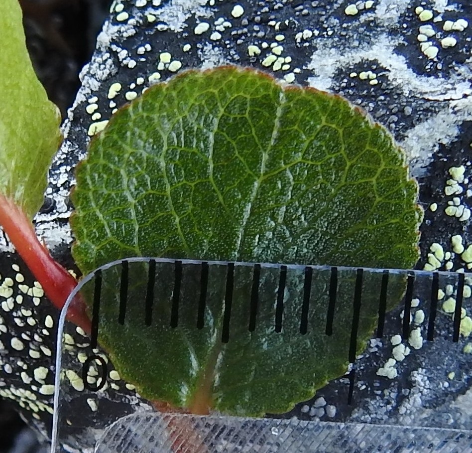 Salix herbacea - vaivaispajun lehtilapa on täysikasvuisena tavallisesti noin 0,8-2 cm pitkä ja suunnilleen pituutensa levyinen. EnL, Enontekiö, Kilpisjärvi, Saanan pitkä ja loivahko luoteisrinne n. 80 m lounaisenpahtaseinämän reunasta, avokallioinen ja louhikkoinen rinne huipulle nousevan kulku-uran koillispuolella, 945 m mpy, 10.7.2026. Copyright Hannu Kämäräinen.
