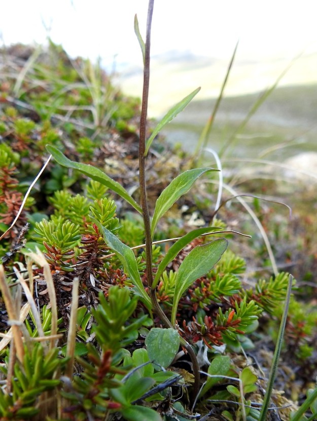 Campanula uniflora - kiirunankellon varret ovat vihreäsävyiset - tumman sinipunaiset, ja niissä olevat varsilehdet ovat kierteisesti. Tyviosan yläpuoliset varsilehdet ovat lähes tai aivan ruodittomat ja suikeat - tasasoukat sekä useimmiten noin 5-40 mm pitkät ja leveimmältä kohtaa noin 0,5-5 mm leveät. Ne ovat laidoiltaan enemmän tai vähemmän nystermäiset, ehyet tai hieman nyhäiset. EnL, Enontekiö, Kilpisjärvi, Saanan jyrkkä, kallioinen ja kivikkoinen koillisrinne lähellä pahtarinteen ja -seinämän tyveä, 790-795 m mpy, 18.7.2023. Copyright Hannu Kämäräinen.