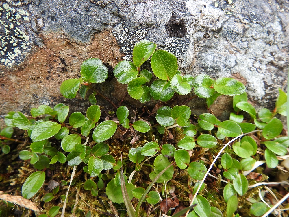 Salix herbacea - vaivaispaju saattaa kasvaa jopa sekakasvustona napapajun kanssa, ja lajit voivat tällöin myös risteytyä. Kuvasta on helppo vertailla vaivaispajun pyöreitä ja hammaslaitaisia lehtiä napapajun soikeampiin ja ehytlaitaisiin lehtiin. EnL, Enontekiö, Kilpisjärvi, Saanan jyrkkä, kallioinen ja kivikkoinen koillisrinne Saanajärven luoteisosan kohdalla, 735 m mpy, 6.7.2018. Copyright Hannu Kämäräinen.