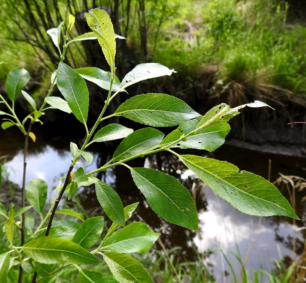 Salix myrsinifolia subsp. myrsinifolia - etelänmustuvapajun lehdet ovat ruodilliset ja oksissa kierteisesti. Niiden lapa on ehyt, lähinnä soikea, puikea tai vastapuikea ja lyhyen tai pitkäsuippuisemman teräväkärkinen sekä pyöreähkö- tai kiilatyvinen. Se on täysikasvuisena tavallisesti noin 4-8 cm pitkä ja leveimmältä kohtaa noin 2-3,5 cm leveä. EH, Hämeenlinna, Voutila, Myllyoja, Myllyojan puron laide puron ylittävän ja Hirsimäenkadulle vievän kevytväylän eteläpuolella, 31.5.2026. Copyright Hannu Kämäräinen.