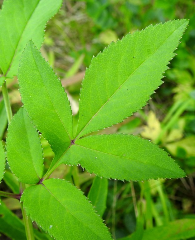 Angelica sylvestris - (niitty)karhunputken lehdykät ovat suipon teräväkärkiset, hammaslaitaiset, päältä vihreät ja kaljut. EH, Hämeenlinna, Loimalahti, Hirsimäki, omakotialue, Näsiäntien varren metsänlaita asuintontin reunassa, 29.7.2026. Copyright Hannu Kämäräinen.