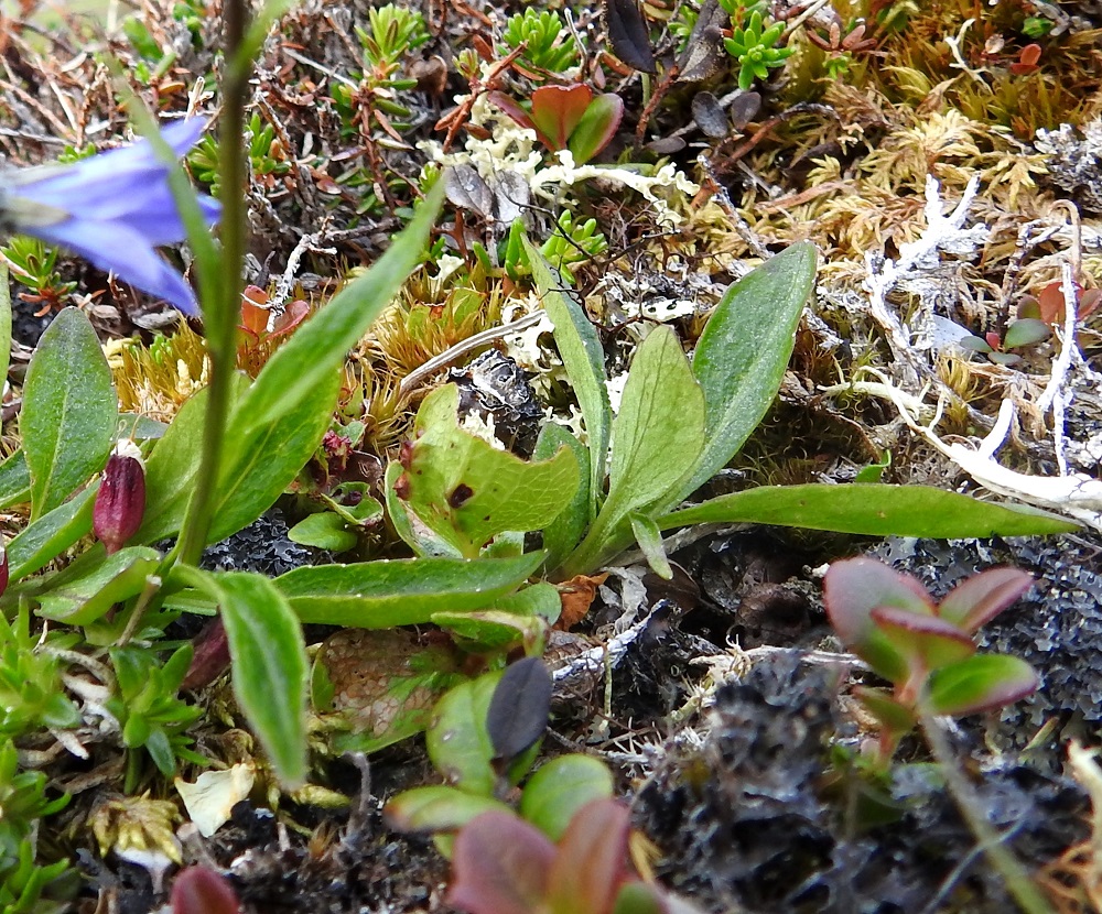 Campanula uniflora - kiirunankellon vesa- eli ruusukelehdet ovat samankaltaiset kuin varsien tyven ja alaosan ruodilliset lehdet. Kuvan lehtiruusuke näyttäisi nousevan samasta juurakosta kuin viereinen varsikin. EnL, Enontekiö, Kilpisjärvi, Saanan jyrkkä, kallioinen ja kivikkoinen koillisrinne lähellä pahtarinteen ja -seinämän tyveä, 790-795 m mpy, 10.7.2026. Copyright Hannu Kämäräinen.