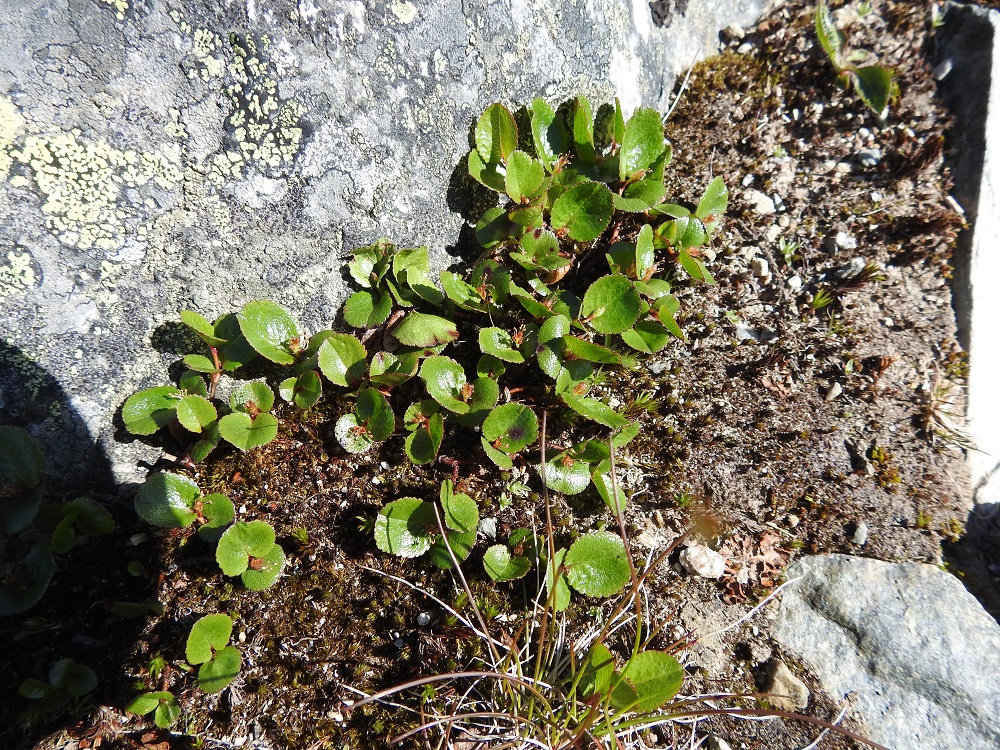 Salix herbacea - vaivaispaju on Suomessa alkuperäinen, ja se kasvaa yleisenä tai yleisehkönä suuressa osassa Enontekiön Lapin ja Inarin Lapin eliömaakuntia sekä hyvin harvinaisena Kittilän Lapin ja Sompion Lapin eliömaakunnissa. EnL, Enontekiö, Kilpisjärvi, Korkea-Jehkasin eteläinen alarinne, Skirhasgaska, luontopolun varsi lähellä kohtaa, jossa polku yhtyy sodanaikaiseen saksalaistien uraan, 675 m mpy, 10.7.2018. Copyright Hannu Kämäräinen.