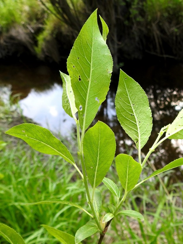 Salix myrsinifolia subsp. myrsinifolia - etelänmustuvapajun lehtilapa on alta vihreä tai sinertävänvihreä ja kaljuhko, harvakarvainen tai usein hieman koholla olevista suonistaan tiheämmin karvainen. Lehtiruoti on yleensä noin 5-10 mm pitkä. EH, Hämeenlinna, Voutila, Myllyoja, Myllyojan puron laide puron ylittävän ja Hirsimäenkadulle vievän kevytväylän eteläpuolella, 31.5.2026. Copyright Hannu Kämäräinen.