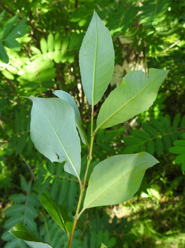 Salix phylicifolia - kiiltopajun lehtilapa on sulkasuoninen. Suonipareja on yleensä 8-12. Lapa on alta tavallisesti vaalean sinivihreä, himmeä ja kalju. Lehtilaita on litteä, kärki- ja tyviosastaan usein ehyt mutta muuten yleensä nyhäinen tai matalan nystyhampainen. Lehtien korvakkeet tavallisesti puuttuvat, mutta kuten kuvassa, toisinaan niissä voi olla pienet puikeahkot ja noin 1-2 mm pitkät korvakkeet, jotka karisevat varhain. EH, Hämeenlinna, Loimalahti, Loimalahdentien ja siltä lähtevän ja Kolkanmäen sivua kulkevan ulkoilureitin kulmaus, 16.6.2026. Copyright Hannu Kämäräinen.
