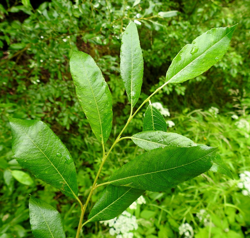 Salix phylicifolia - kiiltopajun vuosikasvaimet ovat aluksi vihertävät mutta tummuvat loppukesään mennessä edellisen vuoden vuosikasvainten kaltaisiksi. Lehdet ovat ruodilliset ja oksissa kierteisesti. Lehtiruoti on yleensä noin 4-8 mm pitkä. Lehtilapa on lähinnä kapeamman tai leveämmän soikea - vastapuikea ja lyhyen tai pitkäsuippuisemman teräväkärkinen sekä kiilatyvinen. Se on täysikasvuisena tavallisesti noin 3-8 cm pitkä ja leveimmältä kohtaa noin 1-3 cm leveä sekä päältä tummahkonvihreä, kiiltävä ja kalju. EH, Hämeenlinna, Loimalahti, Hirsimäki, Hirsimäenkadulta Myllyojalle vievät ulkoilureitin metsikköinen laide, 2.7.2026. Copyright Hannu Kämäräinen.