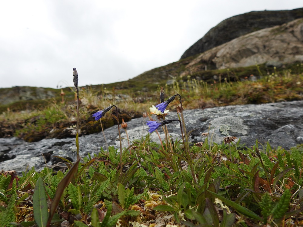 Campanula uniflora - kiirunankello on Suomessa alkuperäinen laji, joka on sukunsa luonnonlajeista harvinaisin ja vähälukuisin. Sen esiintymisalue rajoittuu Enontekiön Lapin eliömaakuntaan ja sielläkin vain Käsivarren kärkiosan suurtunturialueen seitsemälle tunturille. Laji on rauhoitettu. Se löydettiin Suomessa ensimmäisen kerran Pikku-Mallalta 30.7.1910 samalta pahtasivulta kuin oheinen kuvakin. Vuonna 2019 julkaistussa uhanalaisuusarvioinnissa kiirunankello on todettu äärimmäisen uhanalaiseksi (CR). Luokkaan on johtanut yksilöiden merkittävä väheneminen. Uhkatekijöinä ovat satunnaistekijät ja ilmastonmuutos. EnL, Enontekiö, Kilpisjärvi, Mallan luonnonpuisto, Pikku-Mallan koillispuolen jyrkkä pahtaseinämäjono, pahdan päällysreuna, noin 625 m mpy, 9.7.2026. Copyright Hannu Kämäräinen.