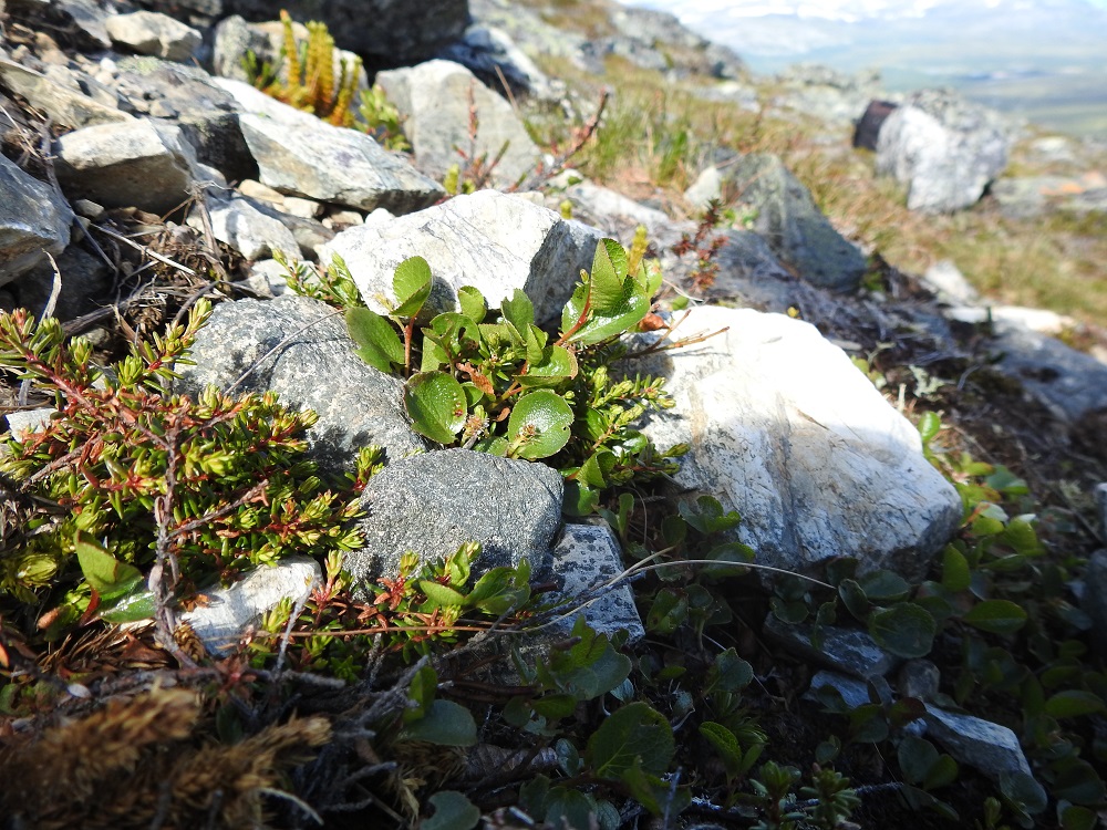 Salix herbacea - vaivaispajun kasvupaikkoina ovat lähinnä tunturipaljakan kalliorinteet, kivikot, lumenviipymäpaikat ja norojen sekä purojen laiteet ja hyvin harvoin havumetsävyöhykkeen jokivarret. EnL, Enontekiö, Kilpisjärvi, Saanan pitkä ja loivahko luoteisrinne n. 80 m lounaisenpahtaseinämän reunasta, avokallioinen ja louhikkoinen rinne huipulle nousevan kulku-uran koillispuolella, 945 m mpy, 10.7.2026. Copyright Hannu Kämäräinen.