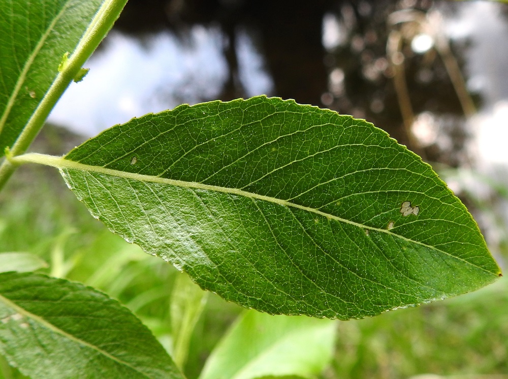 Salix myrsinifolia subsp. myrsinifolia - etelänmustuvapajun lehtilapa on pajujen tapaan sulkasuoninen, ja suonipareja on yleensä 8-14. Lapa on laidoiltaan litteä ja useimmiten matalahampainen, nyhäinen tai harvoin lähes ehyt. Se on päältä vihreä tai tummahkonvihreä, hieman kiiltävä ja niukahkosti lyhytkarvainen tai kalju. EH, Hämeenlinna, Voutila, Myllyoja, Myllyojan puron laide puron ylittävän ja Hirsimäenkadulle vievän kevytväylän eteläpuolella, 31.5.2026. Copyright Hannu Kämäräinen.