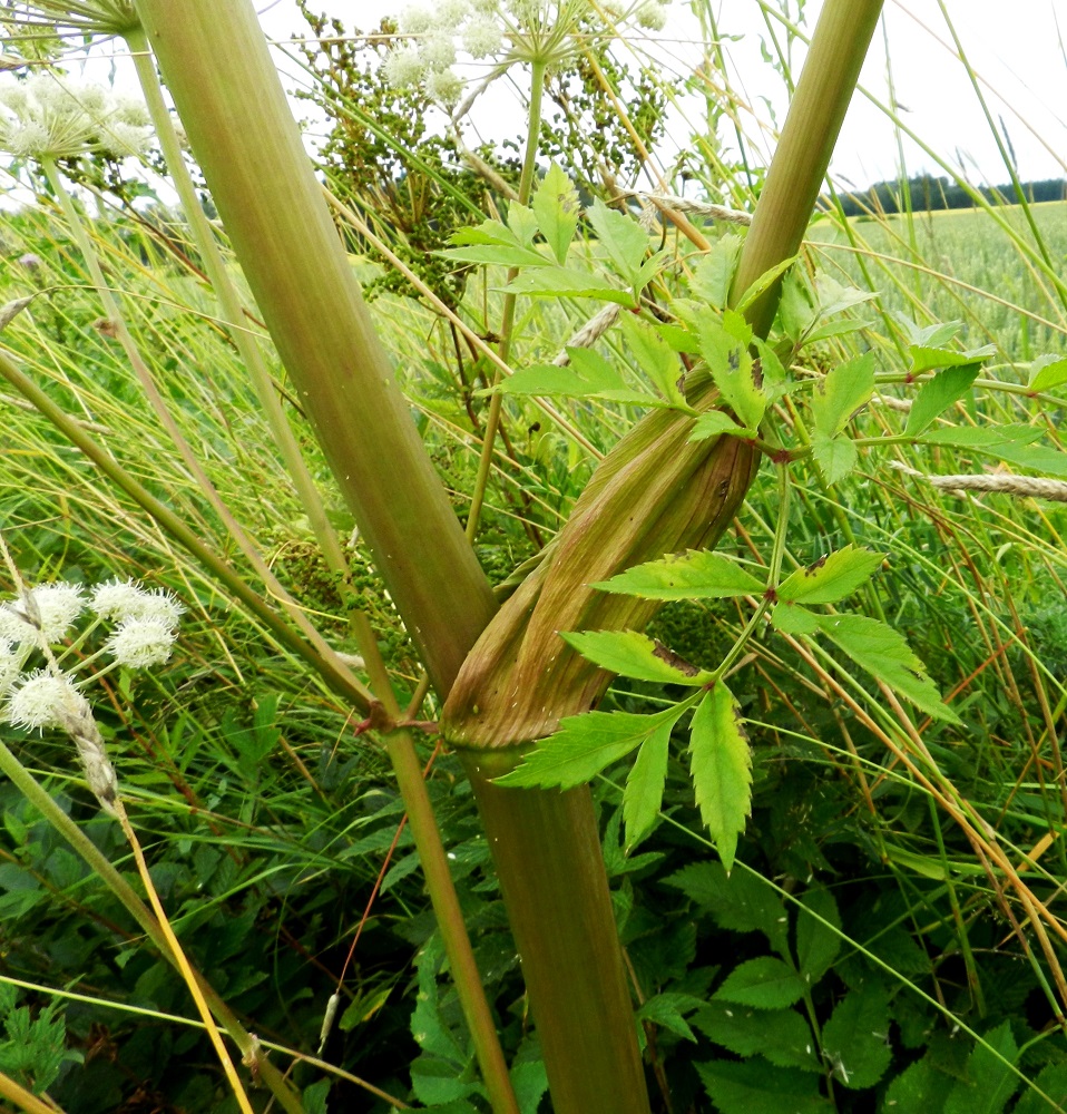 Angelica sylvestris - (niitty)karhunputken varren yläosassa kaikki lehdet ovat haarojen hankalehtiä. Niiden pieni lapa kasvaa suoraan, ilman ruotia, kookkaan ja pullean lehtitupen reunasta. Ylimmissä lehtitupissa lapa usein puuttuu kokonaan. EH, Hämeenlinna, Vuorentaka, laaja peltoaukea, Hämeen Härkätien (2855) laita Nukarin tilan itäpuolella, 30.7.2012. Copyright Hannu Kämäräinen.