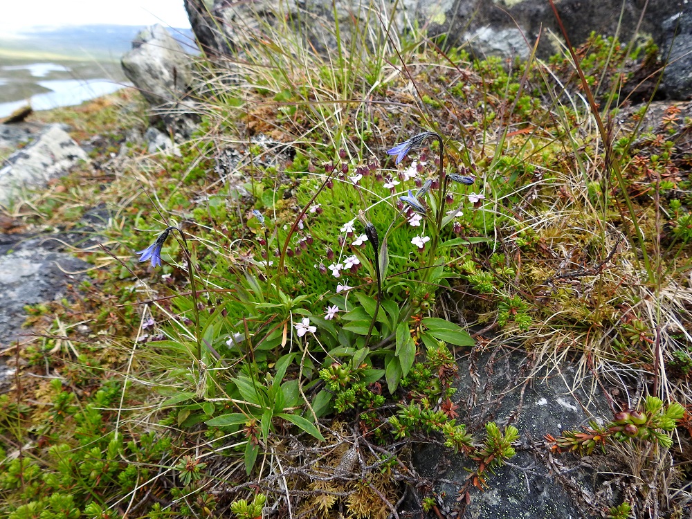 Campanula uniflora - kiirunankellon kasvupaikat ovat useimmiten kalkkivaikutteisilla, vaikeapääsyisillä ja jyrkillä kalliorinteillä, pahtojen tyvillä ja avoimilla kalliohyllyillä, yleensä puolivarjossa sekä usein enemmän tai vähemmän pohjoiseen suuntautuvalla sivulla. Ne ovat enimmäkseen keskipaljakalla, noin 600-850 metrissä ja harvemmin enintään noin 1 000 metrissä merenpinnan tasolta laskien. EnL, Enontekiö, Kilpisjärvi, Saanan jyrkkä, kallioinen ja kivikkoinen koillisrinne lähellä pahtarinteen ja -seinämän tyveä, 790-795 m mpy, 10.7.2026. Copyright Hannu Kämäräinen.