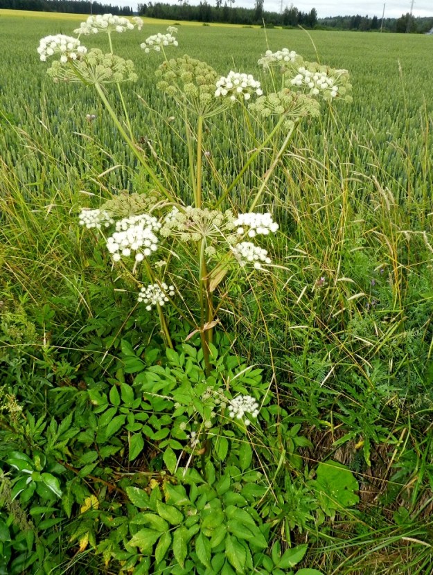 Angelica sylvestris - (niitty)karhunputki on monivuotinen, kerran kukkiva, vankka ja pysty sekä tavallisesti noin 100-200 cm korkea ruoho. Se on alkuperäinen ja hyvin yleinen lähes koko maassa. Kasvupaikkoina ovat lähinnä lehtometsät, korvet, lettorämeet, vesistörannat, metsänreunat, niityt, entiset peltoalueet sekä kosteat pientareet, tienvarret ja ojat. EH, Hämeenlinna, Vuorentaka, laaja peltoaukea, Hämeen Härkätien (2855) laita Nukarin tilan itäpuolella, 30.7.2012. Copyright Hannu Kämäräinen.