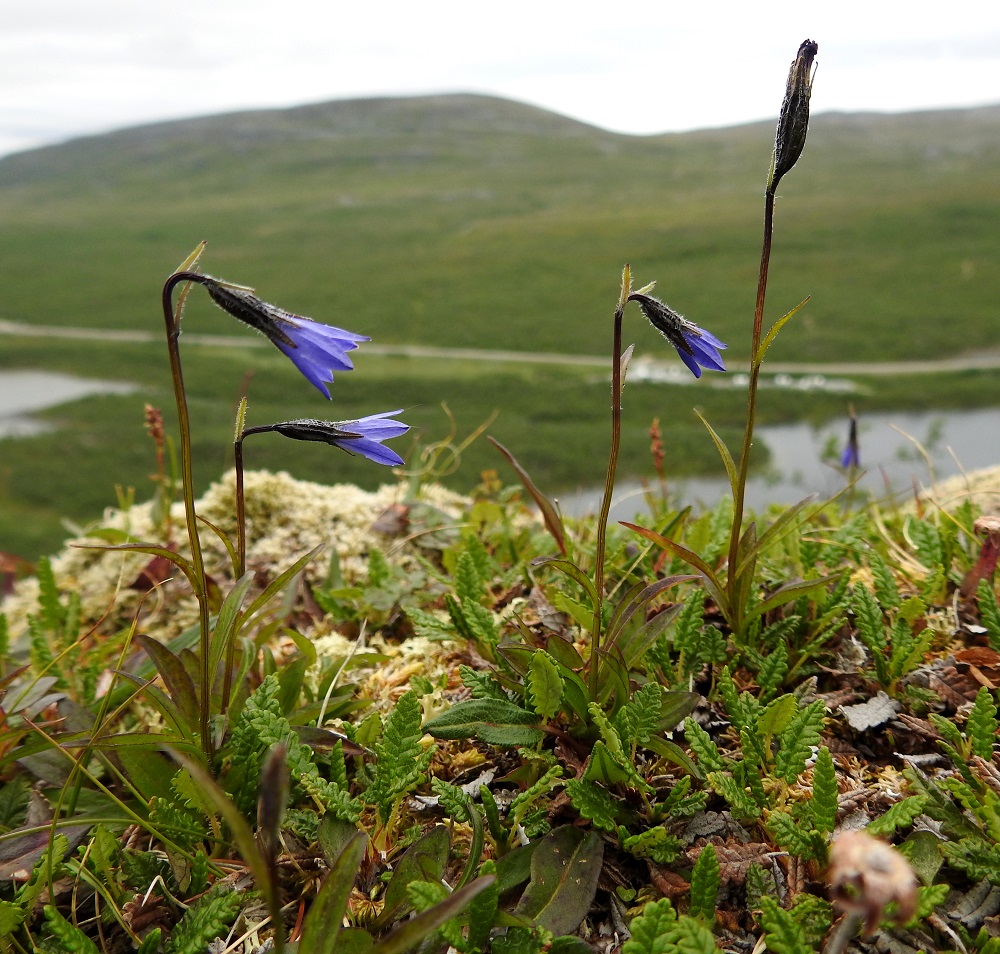 Campanula uniflora - kiirunankello on hyvin harvinainen suurtunturialueen laji, jonka kasvustot ovat Suomessa pienialaisia ja yksilömääriltään vähälukuisia. Kuvassa oleva kasvusto koostui seitsemästä kukkavarresta ja muutamasta varrettomasta lehtiruusukkeesta. EnL, Enontekiö, Kilpisjärvi, Mallan luonnonpuisto, Pikku-Mallan koillispuolen jyrkkä pahtaseinämäjono, noin 625 m mpy, 9.7.2026. Copyright Hannu Kämäräinen.