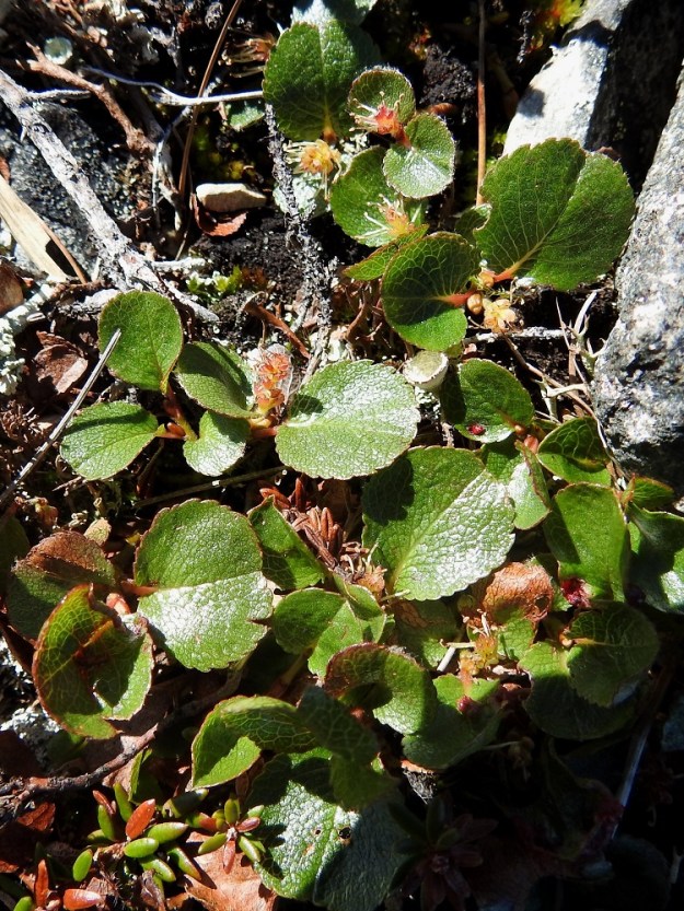 Salix herbacea - vaivaispaju on varpumainen, suikertava ja tavallisesti vain noin 1-5 cm maanpinnasta kohoava kääpiöpensas, joka on yhdessä napapajun, S. polaris, kanssa Suomen pienikokoisin pajupari. EnL, Enontekiö, Kilpisjärvi, Saanan pitkä ja loivahko luoteisrinne n. 80 m lounaisenpahtaseinämän reunasta, avokallioinen ja louhikkoinen rinne huipulle nousevan kulku-uran koillispuolella, 945 m mpy, 10.7.2026. Copyright Hannu Kämäräinen.