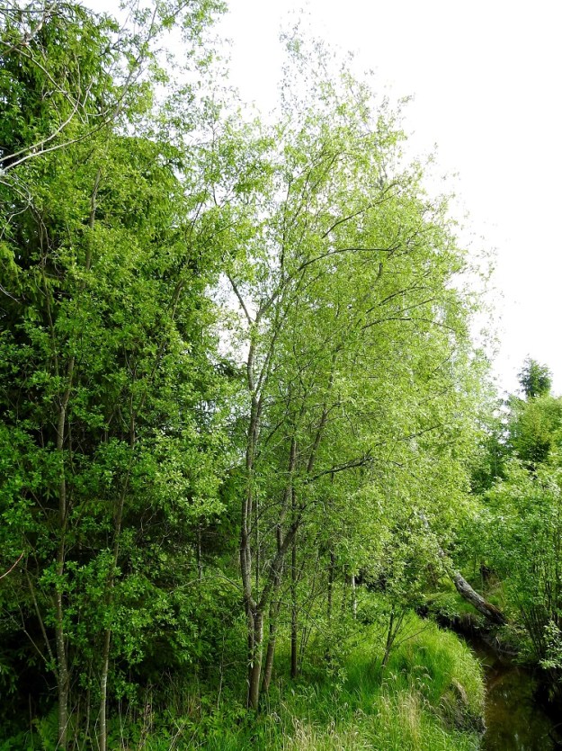 Salix myrsinifolia subsp. myrsinifolia - etelänmustuvapaju kasvaa toisinaan puumaiseksi ja enintään noin 10 m pitkäksi tavoitellen näin samaan sarjaan sukulaistensa metsäraidan, S. caprea subsp. caprea ja (viita)halavan, S. pentandra. Mustuvapajun toisella pohjoisella alalajilla, oudanmustuvapajulla, subsp. borealis, puumainen, jopa yksirunkoinen olomuoto on lähes vallitseva. EH, Hämeenlinna, Voutila, Myllyoja, Myllyojan puron laide puron ylittävän ja Hirsimäenkadulle vievän kevytväylän eteläpuolella, 31.5.2026. Copyright Hannu Kämäräinen.