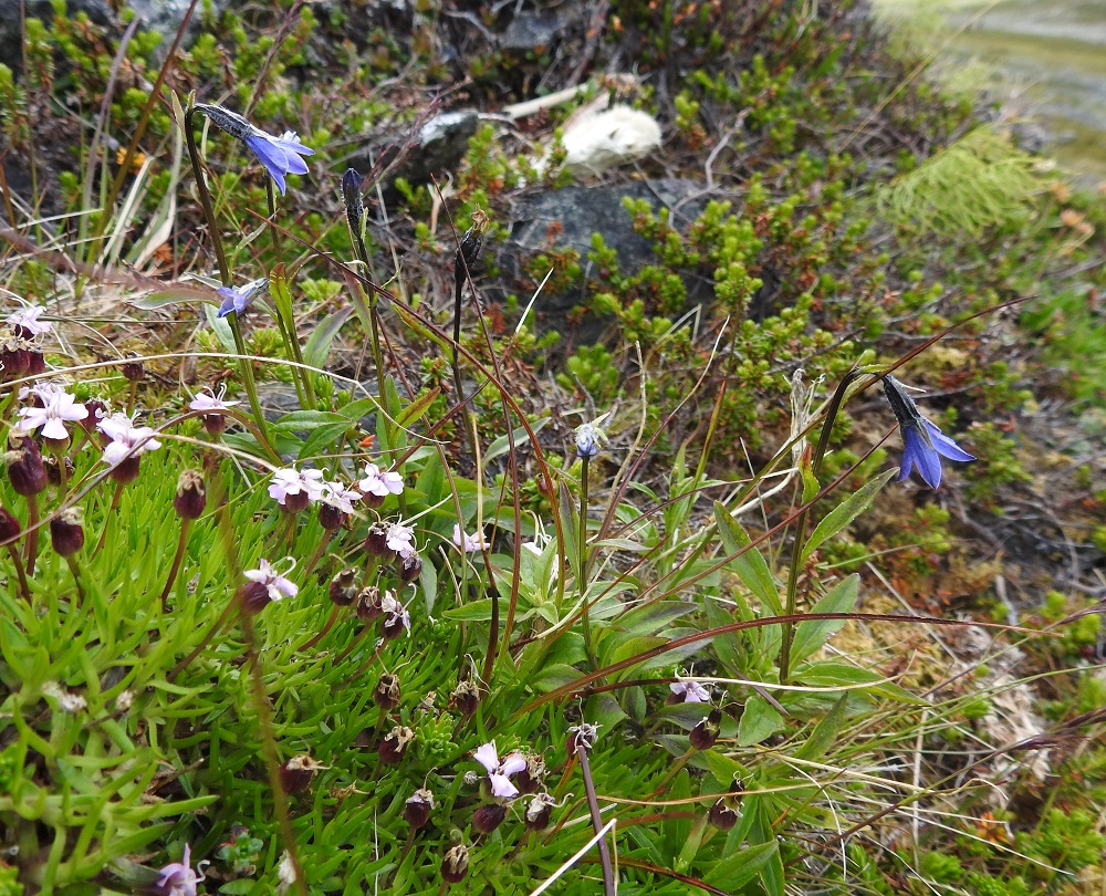 Campanula uniflora - kiirunankellon kukinta-aika on heinäkuussa. Tarkka ajankohta vaihtelee kevään ja alkukesän säiden sekä äärevien olosuhteiden vuoksi aika paljonkin. Esimerkiksi 18.7.2023 tällä samalla kasvupaikalla näkyi 23 täysin kukkinutta kukkavartta. 4.7.2025 Saanan pohjoispuolisilla alueilla oli vielä paljon lumenviipymiä, eikä kiirunankelloista löytynyt juuri lehtiäkään. Oheisen kuvan ajankohtana kasvupaikalla oli hajallaan ainakin 34 kukkavartta, joista valtaosa oli täydessä kukassa, osa nuppuina ja osa jo kukkineina. Lähiseuralaisena kuvassa on tunturikohokki, Silene acaulis. EnL, Enontekiö, Kilpisjärvi, Saanan jyrkkä, kallioinen ja kivikkoinen koillisrinne lähellä pahtarinteen ja -seinämän tyveä, 790-795 m mpy, 10.7.2026. Copyright Hannu Kämäräinen.