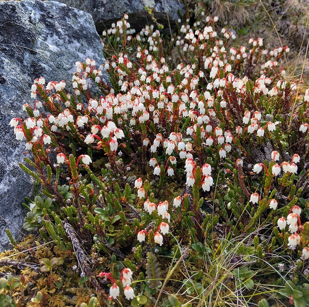 Cassiope tetragona - (tunturi)liekovarpio on valkoisin, kielomaisin kukin runsaasti kukkiessaan hyvin koristeellinen näky. EnL, Enontekiö, Kilpisjärvi, Saanan jyrkkä koillinen paljakkarinne, Saanajärven luoteispään tasalla, 770 m mpy, 4.7.2025. Copyright Hannu Kämäräinen.