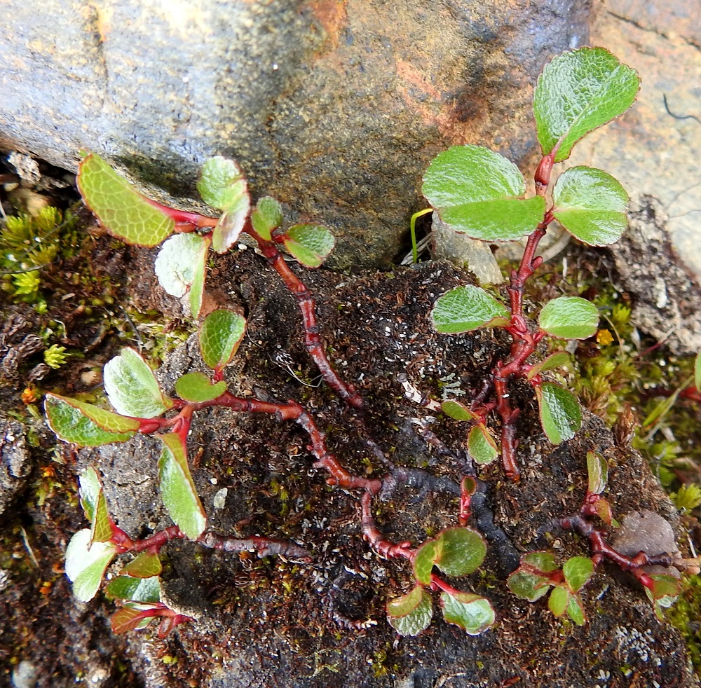 Salix herbacea - vaivaispajun enintään noin 6 mm paksut, monihaaraiset, tummanruskeat ja juurehtivat päävarret ovat enimmäkseen maanpinnan alapuolella tai sammaleen ja karikkeen joukossa näkymättömissä. Päävarsista suikertaen tai kohenevasti lähtevät maanpäälliset, vanhemmat haarat ovat vaihtelevasti punaruskeat, kiiltävät ja kaljut. Silmut ovat lähinnä kapean munamaiset, kiiltävähköt ja kaljut. Silmusuomu on yhdiskasvuinen, huppumainen, yleensä vaaleamman tai tummemman punaruskea ja noin 2-3 mm pitkä. EnL, Enontekiö, Kilpisjärvi, Saanan koillispuolen tunturikangasta kulkevan Saanajärven polun laide, n. 695 m mpy, 10.7.2026. Copyright Hannu Kämäräinen.