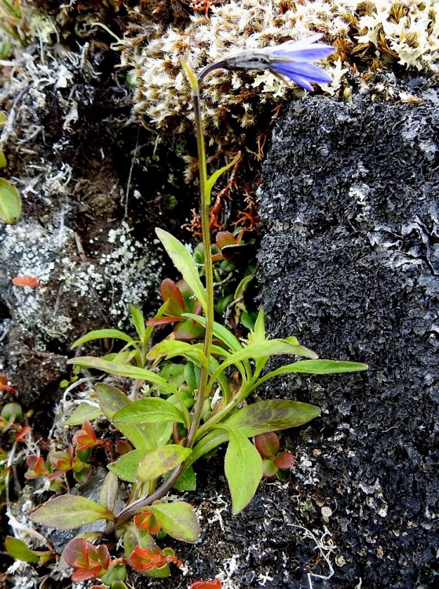 Campanula uniflora - kiirunankello on monivuotinen, tyviosasta koheneva ja tavallisesti noin 5-20 cm korkea ruoho. Varret ovat yksittäin tai juurakosta nousee useampia varsia. Kuvan yksilöllä tyvellä on kaksi kehittyvää lisävartta, jotka eivät ehkä ehdi kukkaan vielä samana vuotena. EnL, Enontekiö, Kilpisjärvi, Saanan jyrkkä, kallioinen ja kivikkoinen koillisrinne lähellä pahtarinteen ja -seinämän tyveä, 790-795 m mpy, 10.7.2026. Copyright Hannu Kämäräinen.