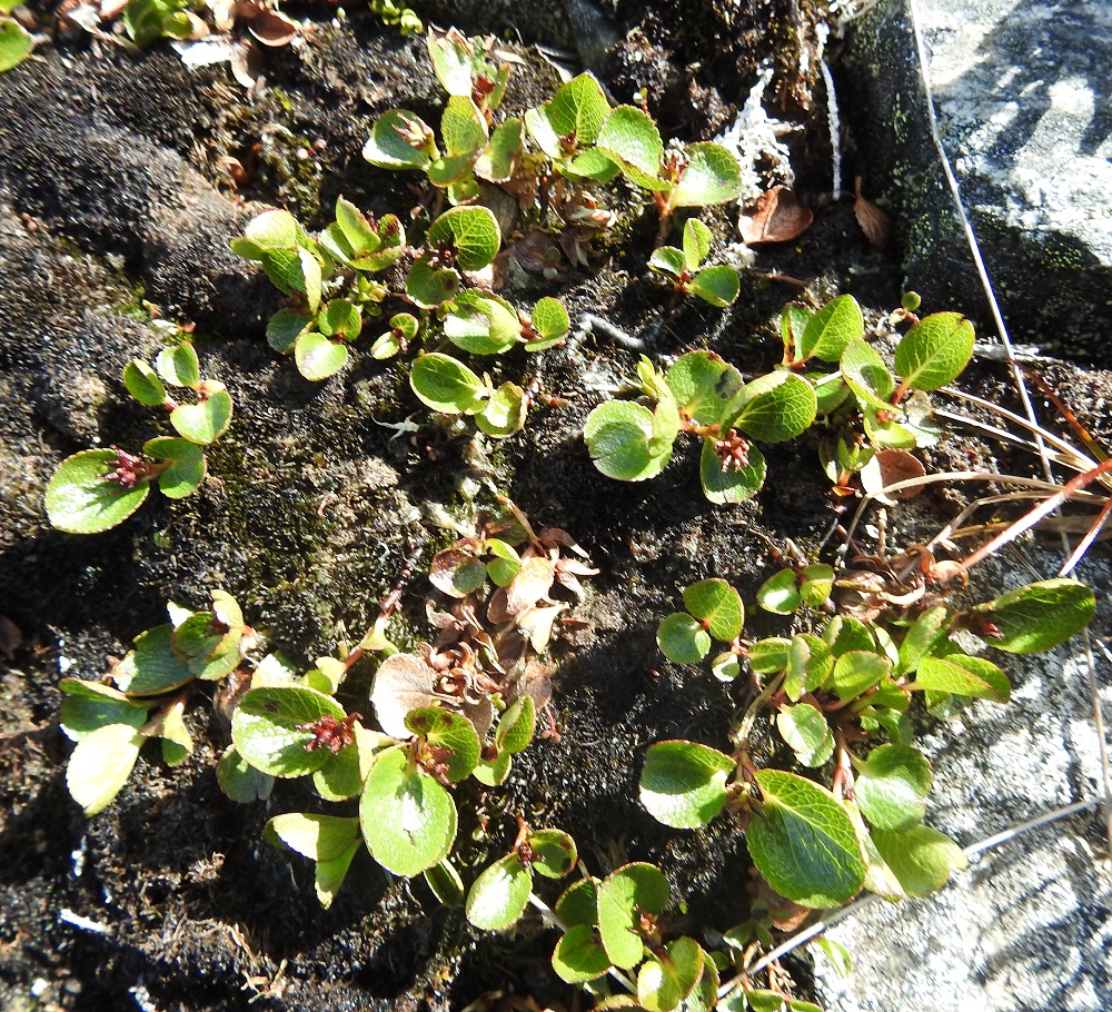 Salix herbacea - vaivaispajun laajahkokin kasvusto on usein yhtä ja samaa yksilöä, jonka massasta valtaosa on vaakatasoisessa, haarovassa päävarsikossa, joka vain pilkahtelee siellä täällä maanpinnan tuntumassa. Kasvutapa on oivallinen sopeutuma ääreviin ja karuihin kasvuolosuhteisiin. EnL, Enontekiö, Kilpisjärvi, Saanan pitkä ja loivahko luoteisrinne n. 80 m lounaisenpahtaseinämän reunasta, avokallioinen ja louhikkoinen rinne huipulle nousevan kulku-uran koillispuolella, 945 m mpy, 10.7.2026. Copyright Hannu Kämäräinen.