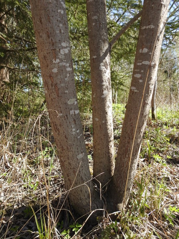 Salix myrsinifolia subsp. myrsinifolia - etelänmustuvapajun puumaisten yksilöiden runko ja päähaarat ovat harmaat tai ruskeanharmaat. Iän myötä niiden pinta voi muuttua uurteiseksi. Puumaisen yksilön rungon läpimitta on nuoruusvaiheen jälkeen useimmiten noin 10-25 cm. EH, Hämeenlinna, Voutila, Myllyoja, Myllyojan puron laide puron ylittävän ja Hirsimäenkadulle vievän kevytväylän eteläpuolella, 8.5.2026. Copyright Hannu Kämäräinen.
