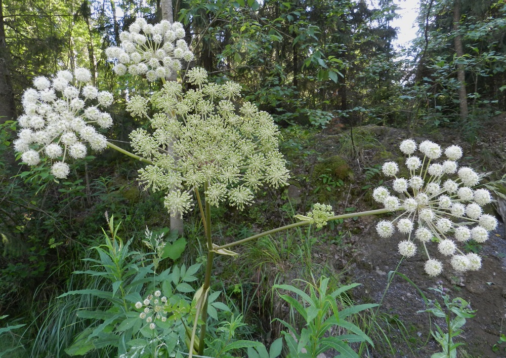 Angelica sylvestris - (niitty)karhunputken kukinto on varren ja haarojen kärjessä oleva, laaja ja kupumainen tai puolipallomainen kerrannaissarja, joka on kehitysvaiheestakin riippuen läpimitaltaan useimmiten noin 7-17 cm. EH, Valkeakoski, Lumikorpi, jäteasemalle vievän Kaatopaikantien laide metsäalueen reunassa, 28.7.2012. Copyright Hannu Kämäräinen.