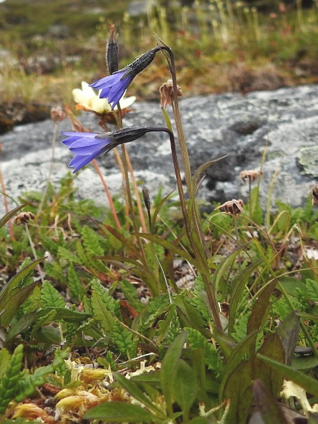 Campanula uniflora - kiirunankellon varret ovat aina haarattomat ja tieteellisen lajinimen mukaisesti yksikukkaiset. Nuppuina kukat ovat pystyt mutta kääntyvät yleensä jo avautumisvaiheessa nuokkuviksi. Aurinkoisemmilla paikoilla muuten vihreät lehdet saavat jonkin verran ruskehtavaa tai sinipunaista värisävyä. Kuvassa seuralaisena on (tunturi)lapinvuokko, Dryas octopetala. EnL, Enontekiö, Kilpisjärvi, Mallan luonnonpuisto, Pikku-Mallan koillispuolen jyrkkä pahtaseinämäjono, noin 625 m mpy, 9.7.2026. Copyright Hannu Kämäräinen.