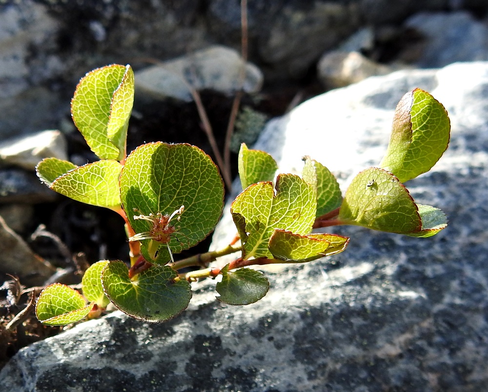 Salix herbacea - vaivaispajun nuoret haarat ovat vaaleanruskeat, kellanruskeat tai vihertävänruskeat ja kaljut tai karvaiset. Vuosikasvaimet ovat vihreäsävyiset tai punertavat ja myöhemmin puutuessaan pinnaltaan ruskistuvat. Vaivaispaju kukkii lehtien puhkeamisen jälkeen kesä-heinäkuussa. EnL, Enontekiö, Kilpisjärvi, Saanan pitkä ja loivahko luoteisrinne n. 80 m lounaisenpahtaseinämän reunasta, avokallioinen ja louhikkoinen rinne huipulle nousevan kulku-uran koillispuolella, 945 m mpy, 10.7.2026. Copyright Hannu Kämäräinen.