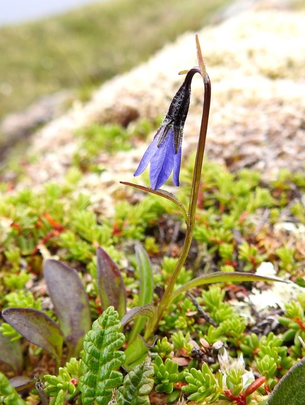 Campanula uniflora - kiirunankellon kukka kääntyy toisinaan jopa riippuvaksi. Ainokainen kukka on varren kärjessä niin, että varsinaista kukkaperää ei voida osoittaa. Ylimmät varsilehdet ovat kukan alapuolella esi- tai tukilehtimäisesti. EnL, Enontekiö, Kilpisjärvi, Mallan luonnonpuisto, Pikku-Mallan koillispuolen jyrkkä pahtaseinämäjono, noin 625 m mpy, 9.7.2026. Copyright Hannu Kämäräinen.