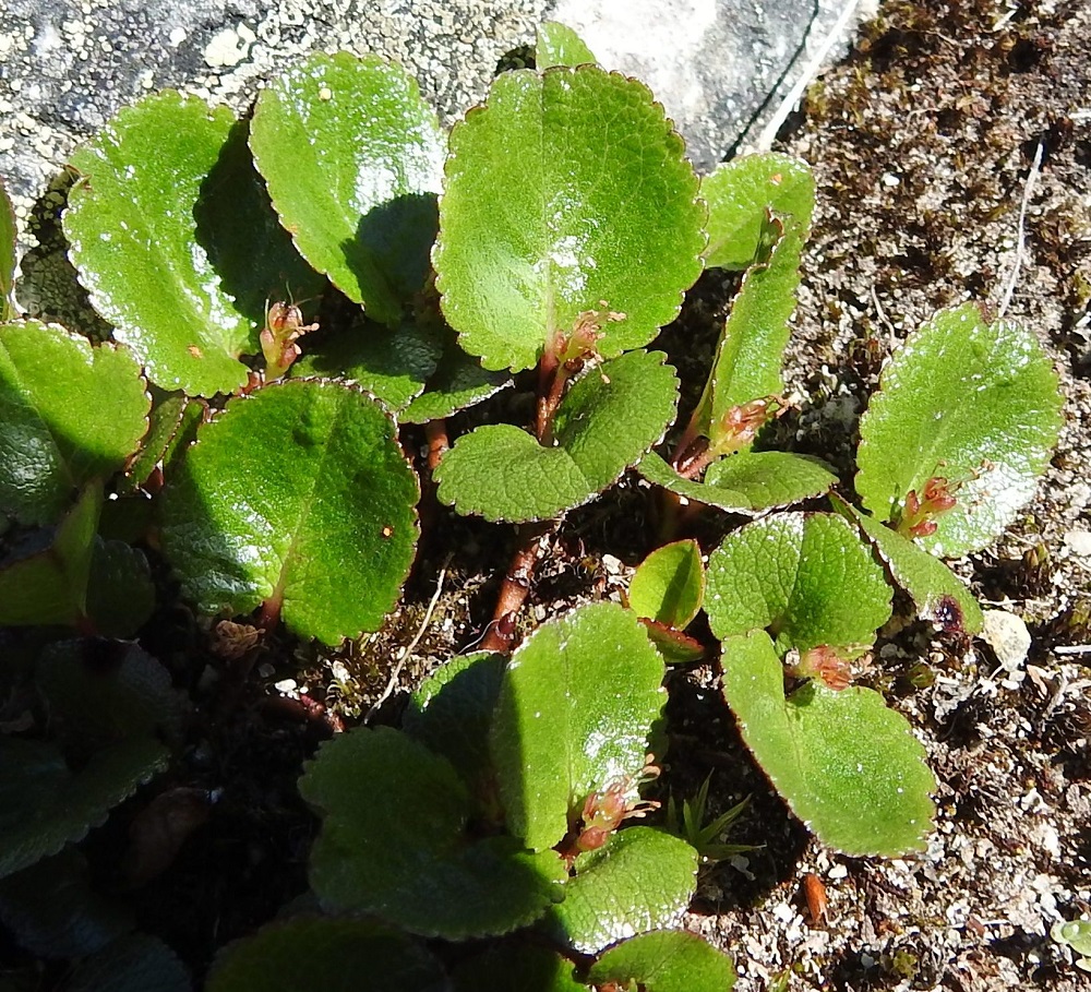 Salix herbacea - vaivaispaju on hyönteispölytteinen ja pajujen tapaan kaksikotinen. Kukinnot ovat yksineuvoisia, eli hede- ja emikukat ovat eri kukinnoissa ja yksilöissä. Kukinnot ovat kukkiessaan soikeahkoja tai pitkänpyöreitä ja pystyjä norkkoja, jotka ovat edellisen vuoden vuosikasvainten kärjessä, ylimmän lehden hangassa. Kuvan yksilö on hedekukkainen. EnL, Enontekiö, Kilpisjärvi, Korkea-Jehkasin eteläinen alarinne, Skirhasgaska, luontopolun varsi lähellä kohtaa, jossa polku yhtyy sodanaikaiseen saksalaistien uraan, 675 m mpy, 10.7.2018. Copyright Hannu Kämäräinen.
