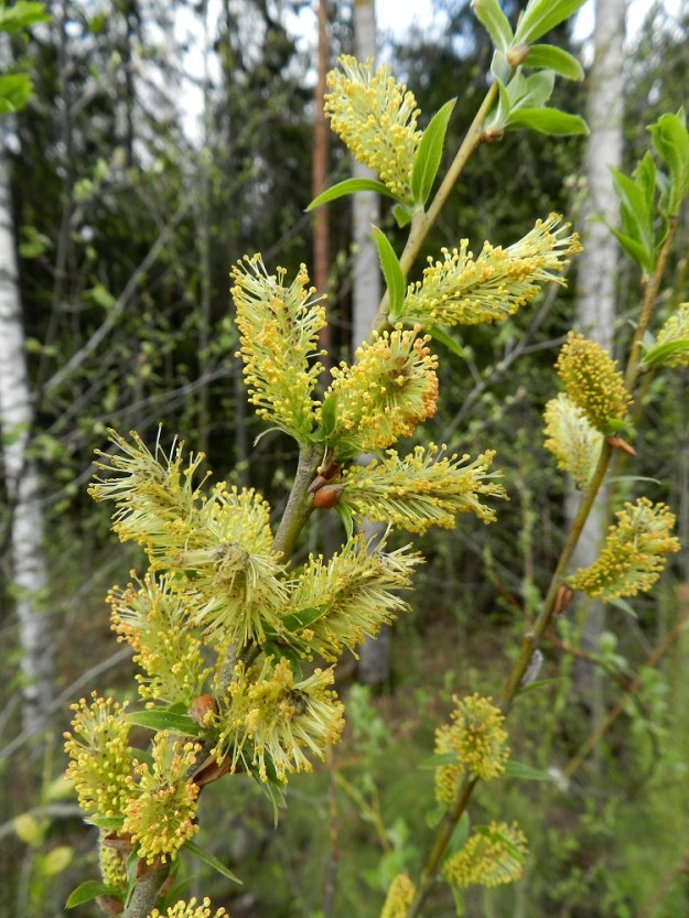 Salix myrsinifolia subsp. myrsinifolia - etelänmustuvapaju on hyönteispölytteinen ja kaksikotinen. Se kukkii touko-kesäkuussa, Etelä-Suomessa selvästi toukokuun puolella ja Pohjois-Suomessa yleensä kesäkuun puolella. Kukinnot ovat yksineuvoisia norkkoja, jotka ovat edellisen vuoden vuosikasvaimissa kierteisesti. Hedenorkot ovat tavallisesti noin 18-35 mm pitkät ja heteineen noin 13-18 mm leveät. Silmusuomu on yhdiskasvuinen, huppumainen ja punaruskea. Lehtisilmuja suojaava suomu on noin 2-3 mm pitkä ja kuvassakin näkyvä norkkoja suojaava suomu noin 3,5-5 mm pitkä. EH, Hämeenlinna, Majalahti, metsänlaide Louhoksentien varressa, maanläjitysalueen kohdalla, 12.5.2012. Copyright Hannu Kämäräinen.