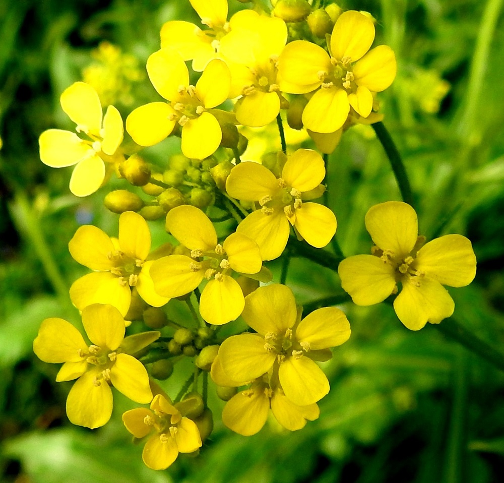 Bunias orientalis - idänukonpalon terälehtiä on ristikkäisesti neljä. Ne ovat vastapuikeat, pyöreä- tai tylppäpäiset ja tyviosastaan kapeaksi suippenevat. Mitoiltaan ne ovat yleensä noin 6-8 mm pitkät ja leveimmältä kohtaa noin 2-3,5 mm leveät. EH, Hämeenlinna, Ahvenisto, Poltinaho, Turuntien pohjoispuolinen laitaruohikko entisen Poltinahon kasarmialueen kohdalla, 25.5.2024. Copyright Hannu Kämäräinen.