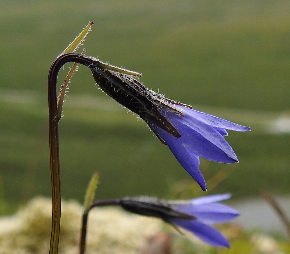 Campanula uniflora - kiirunankellon varsi on särmikäs ja kalju tai kärkiosastaan hiukan karvainen. Ylimmät, hyvin kapeat lehdet ovat kaljut tai laidoiltaan ripsikarvaiset, kuten kuvassa. Kehänalaisen sikiäimen sisältävä kukkapohjus on kapean kartiomainen, särmäsuoninen ja tumman sinipunainen, osittain tummanvihertävä tai lähes musta sekä valkokarvainen. Se on noin 7-10 mm pitkä ja noin 3-3,5 mm leveä. Kukkapohjuksen kärjessä oleva verhiö on säteittäisesti viisilehtinen. Verholehdet ovat hyvin kapean kolmiomaiset, tylppäkärkiset, teriönmyötäiset ja kukkapohjuksen väriset sekä samalla tavoin karvaiset. Ne ovat noin 4,5-5,5 mm pitkät ja tyveltään noin 1-1,5 mm leveät. EnL, Enontekiö, Kilpisjärvi, Mallan luonnonpuisto, Pikku-Mallan koillispuolen jyrkkä pahtaseinämäjono, noin 625 m mpy, 9.7.2026. Copyright Hannu Kämäräinen.