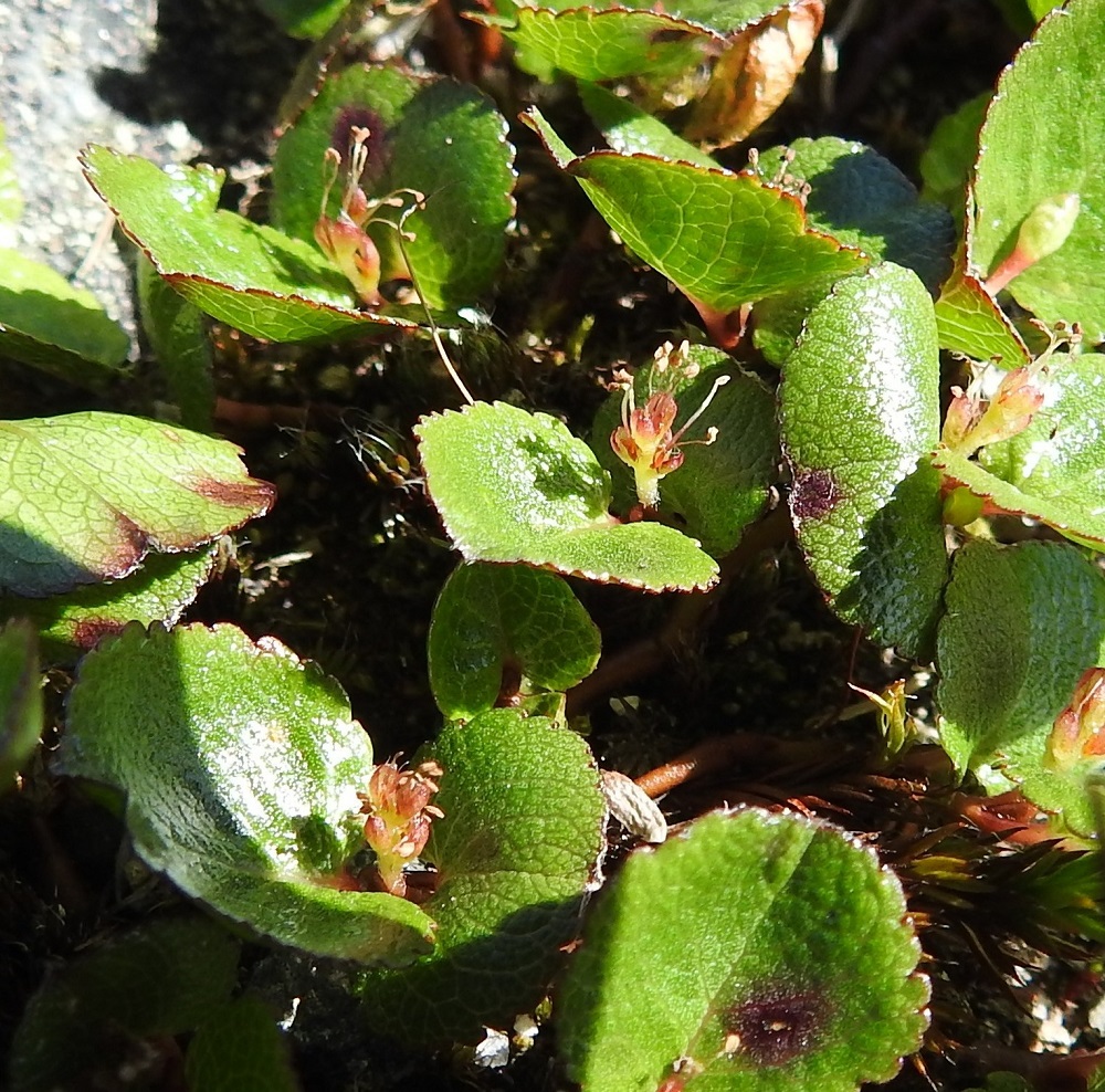 Salix herbacea - vaivaispajun norkkoperä on lehdetön, vihreä- tai punertavasävyinen, kaljuhko tai vaalean hapsikarvainen ja kukintavaiheessa yleensä noin 2-5 mm pitkä. Kuvassa olevat hedenorkot ovat tavallisesti noin 5-10 mm pitkät ja heteineen noin 3-7 mm leveät. EnL, Enontekiö, Kilpisjärvi, Korkea-Jehkasin eteläinen alarinne, Skirhasgaska, luontopolun varsi lähellä kohtaa, jossa polku yhtyy sodanaikaiseen saksalaistien uraan, 675 m mpy, 10.7.2018. Copyright Hannu Kämäräinen.