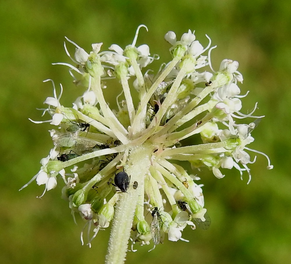 Angelica sylvestris - (niitty)karhunputken pikkusarjojen perä on tiheästi hyvin lyhytkarvainen. Pikkusarjan tyvellä on joukko tasasoukkia, alaviistoja tukilehtiä, jotka ovat noin 2-8 mm pitkiä ja kauan säilyviä. Kukkaperä on pikkusarjaperän tavoin hyvin lyhytkarvainen ja noin 2-8 mm pitkä. Verhiö on huomaamattoman vähäinen ja viisilukuinen. Verholehdet ovat hammasmaiset ja alle 0,5 mm pitkät. Pölyttäjien lisäksi kukinnot tarjoavat paljon puuhaa ja ravintoa myös pienemmille hyönteisille, kuten kirvoille. EH, Hämeenlinna, Loimalahti, Hirsimäki, omakotialue, Näsiäntien varren metsänlaita asuintontin reunassa, 29.7.2026. Copyright Hannu Kämäräinen.