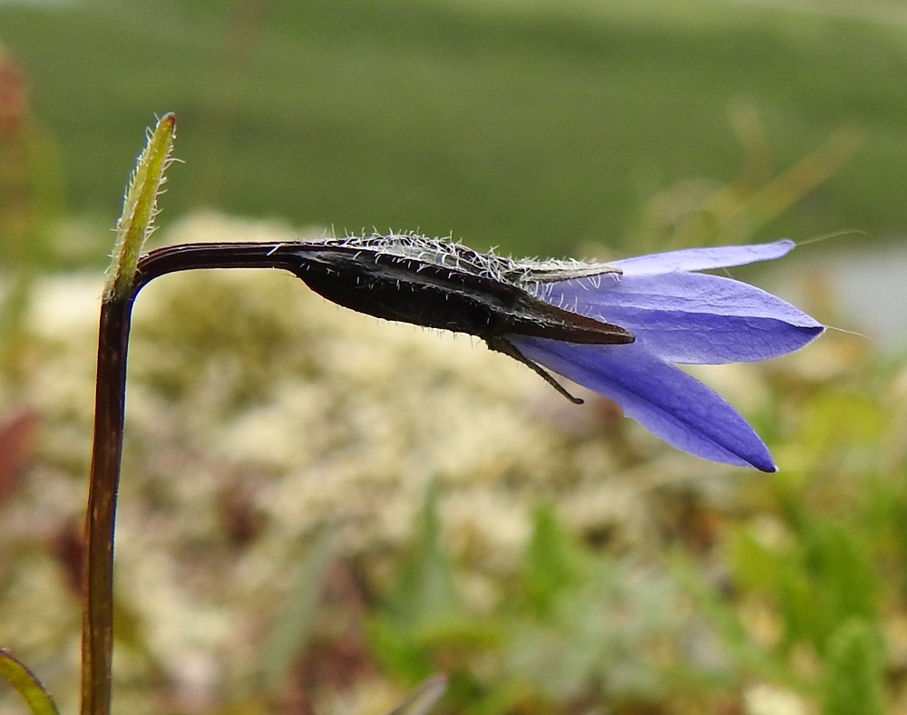 Campanula uniflora - kiirunankellon teriö on vaaleahkonsininen, kapean kellomainen, yhdislehtinen ja kärjestään säteittäisesti viisiliuskainen. Se on tavallisesti noin 7-10 mm pitkä ja kärjestään noin 6-8 mm leveä. Kärkiliuskat ovat pyöristyneen kolmiomaiset, teräväkärkiset ja yleensä noin 4-6 mm pitkät sekä tyveltään noin 2-3,5 mm leveät. EnL, Enontekiö, Kilpisjärvi, Mallan luonnonpuisto, Pikku-Mallan koillispuolen jyrkkä pahtaseinämäjono, noin 625 m mpy, 9.7.2026. Copyright Hannu Kämäräinen.