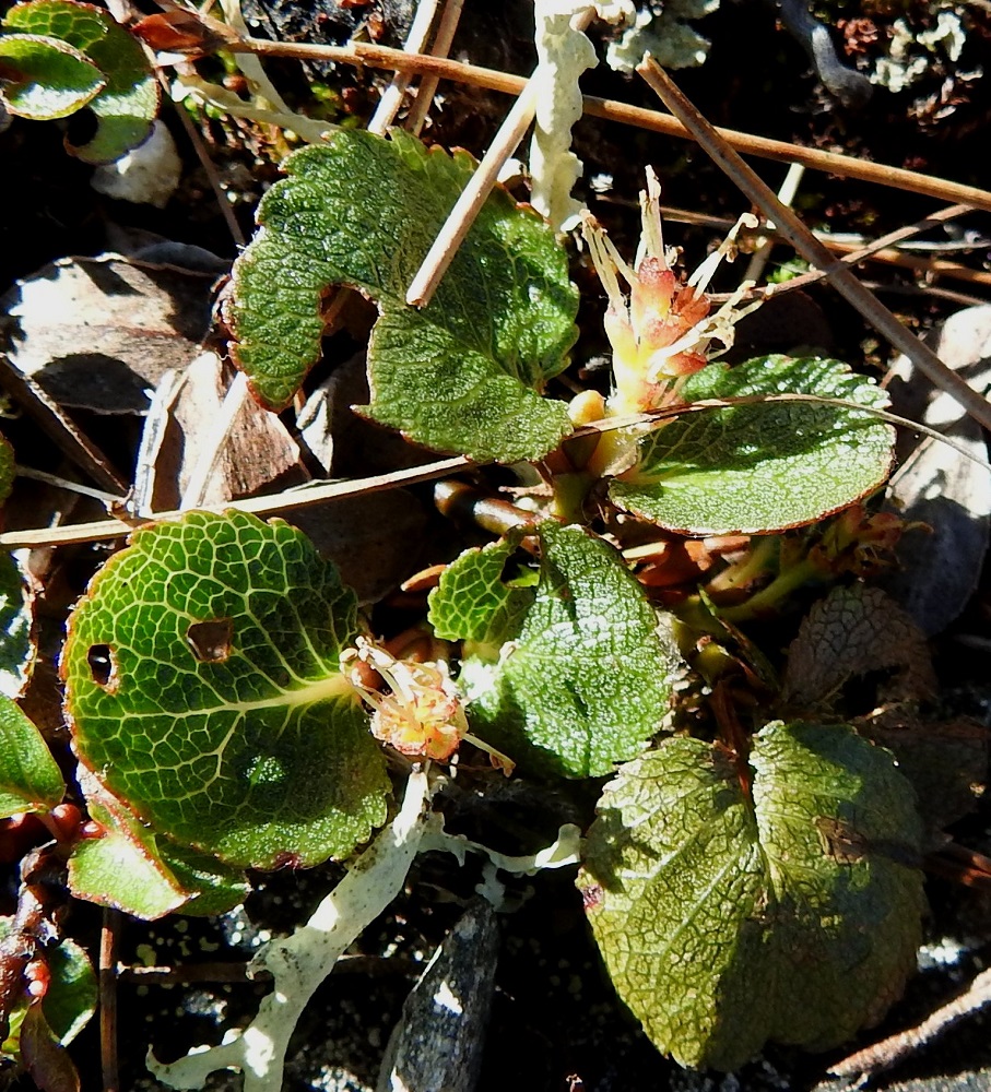 Salix herbacea - vaivaispajun norkkosuomut ovat lähinnä vastapuikeat, tylppäkärkiset, kellanvihreät - vaaleanruskeat ja yleensä kärjestään tummemmat. Ne ovat noin 1,3-2,2 mm pitkät ja noin 0,7-1 mm leveät. Hedekukat ovat kehättömät, mesinystyiset ja sijaitsevat norkkosuomujen hangassa. Heteitä on kaksi. Palhot ovat yleensä lähes valkoiset, kaljut ja noin 2-4,5 mm pitkät. Pyöreät ponnet ovat aluksi punaiset, myöhemmin keltaiset ja lopulta ruskeat. EnL, Enontekiö, Kilpisjärvi, Saanan pitkä ja loivahko luoteisrinne n. 80 m lounaisenpahtaseinämän reunasta, avokallioinen ja louhikkoinen rinne huipulle nousevan kulku-uran koillispuolella, 945 m mpy, 10.7.2026. Copyright Hannu Kämäräinen.