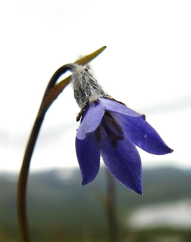 Campanula uniflora - kiirunankellon kukassa on viisi hedettä. Ne ovat noin 4-5 mm pitkät. Ponsi on kapean liuskamainen ja keltainen tai kellanruskea. Emi on yksivartaloinen ja kolmiluottinen. Vartalo on sininen ja yltää noin heteiden kärjen tasolle. Luotit ovat kielimäiset, ulospäin kaartuvat ja keltaiset tai kellanruskeat. Vartalo luotteineen yltää noin teriönliuskojen tyvelle saakka. EnL, Enontekiö, Kilpisjärvi, Mallan luonnonpuisto, Pikku-Mallan koillispuolen jyrkkä pahtaseinämäjono, noin 625 m mpy, 9.7.2026. Copyright Hannu Kämäräinen.