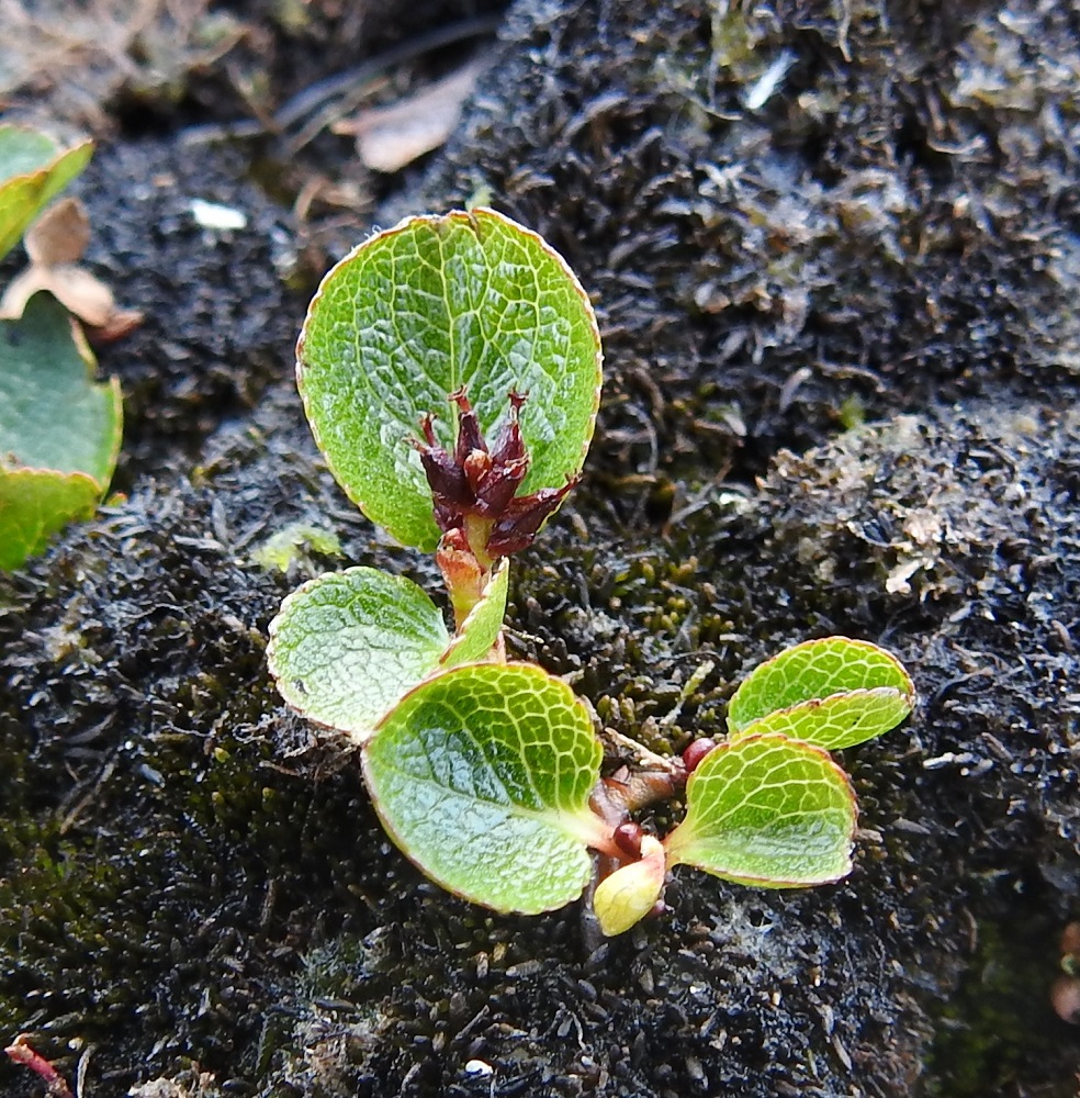 Salix herbacea - vaivaispajun eminorkot ovat yleensä noin 3-15-kukkaiset sekä kukkiessaan useimmiten noin 3-10 mm pitkät ja noin 3-6 mm leveät. Norkkoranka on kalju tai hieman karvainen. Emikukat ovat hedekukkien tavoin kehättömät ja mesinystyiset. Sikiäin on lähes perätön, useimmiten punainen - punaruskea, noin 1,8-2,5 mm pitkä ja alaosastaan pullea sekä kärkeä kohti suippeneva ja kalju. Sen kärjessä on noin 0,5-1,2 mm pitkä emin vartalo ja kaksi luottia, jotka ovat noin 0,3-0,5 mm pitkät ja kärkiosastaan selvästi kaksijakoiset. Vartalo ja luotit ovat yleensä punasävyiset. EnL, Enontekiö, Kilpisjärvi, Saanan pitkä ja loivahko luoteisrinne n. 80 m lounaisenpahtaseinämän reunasta, avokallioinen ja louhikkoinen rinne huipulle nousevan kulku-uran koillispuolella, 945 m mpy, 10.7.2026. Copyright Hannu Kämäräinen.