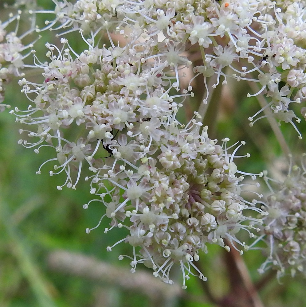 Angelica sylvestris - (niitty)karhunputken kukassa on viisi terälehteä. Ne ovat symmetriset, pitkänpyöreät tai vastapuikeahkot sekä noin 1-2 mm pitkät ja noin 0,7-1,2 mm leveät. Terälehdet ovat suorakärkiset tai niiden kärki on kääntynyt enemmän tai vähemmän tiiviisti tyveen päin, mikä vaikuttaa terälehden havaittuun pituuteen. Heteitä on viisi, ja niiden palhot ovat valkoiset ja noin 2-3 mm pitkät sekä ponnet pyöreähköt ja valkoiset tai kellertävät. Emiö on tyveltään pullea, valkoinen tai vihertävä sekä kaksivartaloinen ja -luottinen. EH, Hämeenlinna, Loimalahti, Hirsimäki, Louhoksentien alkupään laitaniitty, 30.7.2026. Copyright Hannu Kämäräinen.