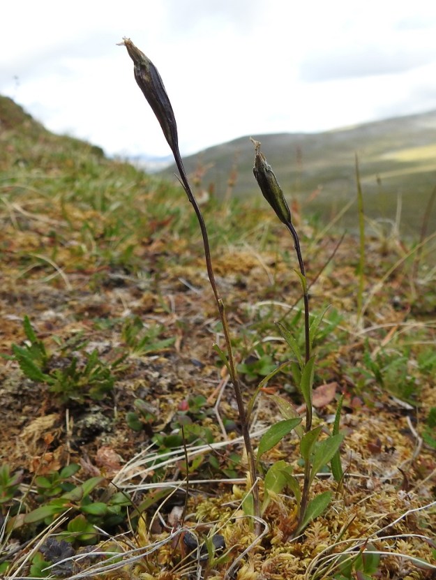 Campanula uniflora - kiirunankellon varsi oikenee pystyyn kukinnan jälkeen. Jos pölytys on onnistunut, kukkapohjuksen sisällä oleva sikiäin aloittaa kehityksensä hedelmäksi. EnL, Enontekiö, Kilpisjärvi, Saanan jyrkkä, kallioinen ja kivikkoinen koillisrinne lähellä pahtarinteen ja -seinämän tyveä, 790-795 m mpy, 18.7.2023. Copyright Hannu Kämäräinen.