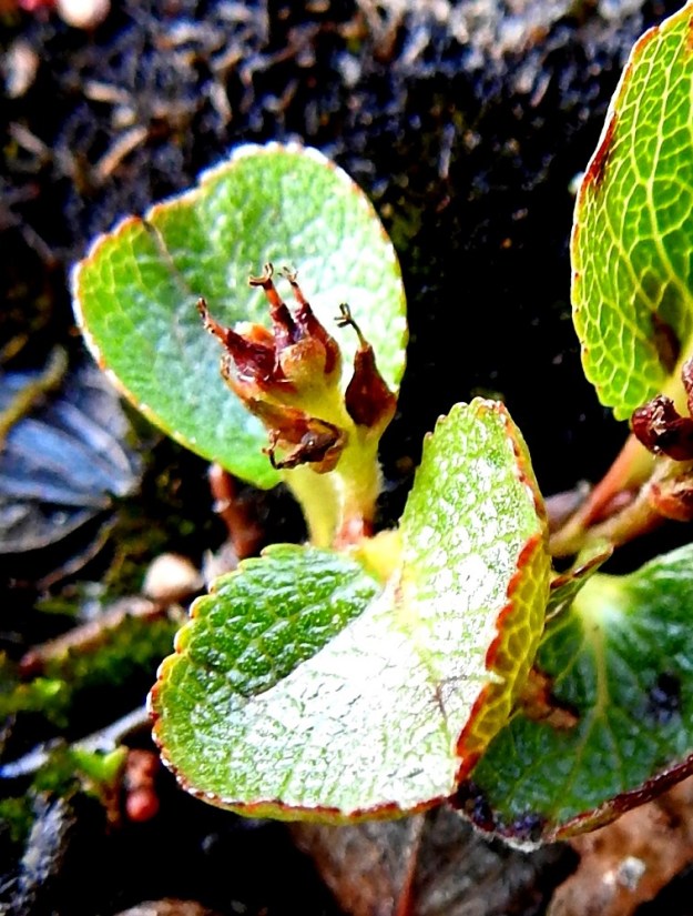 Salix herbacea - vaivaispajun eminorkot ovat hedelmävaiheessa tavallisesti noin 10-20 mm pitkät ja noin 9-15 mm leveät. Hedelmöityneestä sikiäimestä kehittyy tyveltään pullea ja kärkeä kohti kapeneva kota, joka on yksilokeroinen ja monisiemeninen. Se on yleensä punaruskea, kalju ja noin 4-6 mm pitkä sekä tyviosastaan noin 1,5-2 mm leveä. Kota avautuu kärjestään kaksiliuskaisesti. Kuvassa olevan kukinnon kotakehitys on vielä kesken. EnL, Enontekiö, Kilpisjärvi, Saanan pitkä ja loivahko luoteisrinne n. 80 m lounaisenpahtaseinämän reunasta, avokallioinen ja louhikkoinen rinne huipulle nousevan kulku-uran koillispuolella, 945 m mpy, 10.7.2026. Copyright Hannu Kämäräinen.