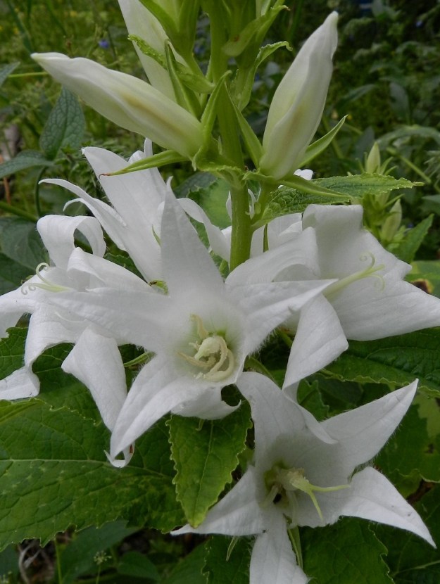 Campanula latifolia - ukonkellon valkokukkaisella lajikkeella teriön lisäksi myös heteet ovat valkoiset. EH, Hämeenlinna, Majalahti, Louhoksentien varsi maanläjitysalueen kohdalla, 4.7.2011. Copyright Hannu Kämäräinen.