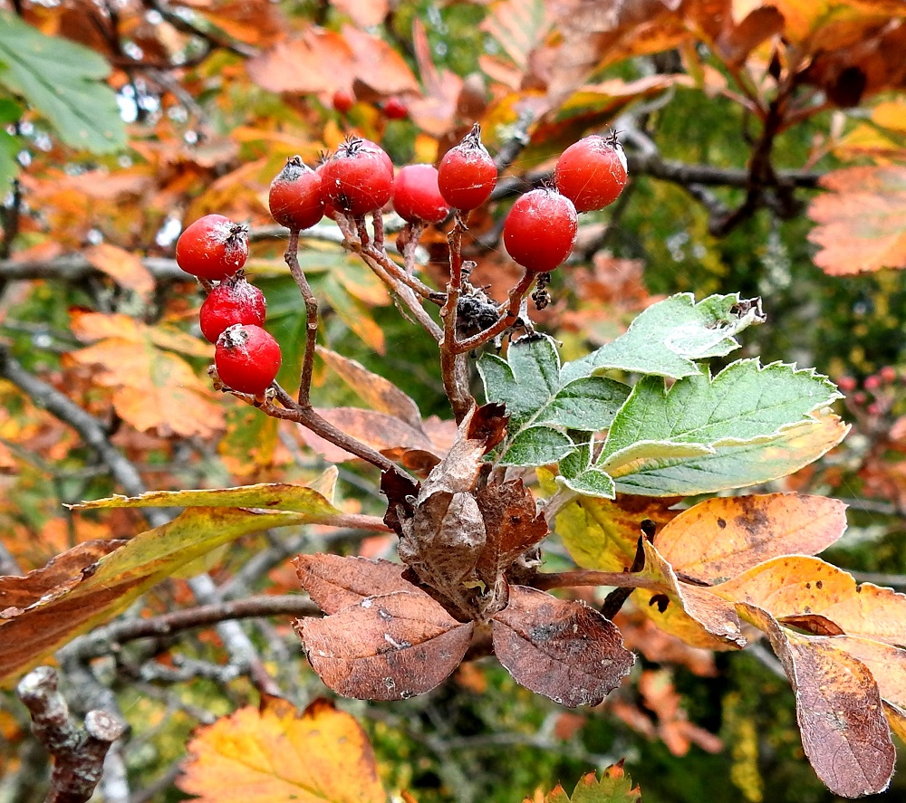 Hedlundia hybrida - suomenpihlajan marjoista ja siemenistä valtaosa kehittyy apomiktisesti eli ilman hedelmöitystä. Siemenistä kehittyvät taimet ovat emokasvinsa kopioita eli klooneja. A, Lemland, eteläpää, Björkö, Herröskatan, luonnonsuojelualue, keskiosan kallioketoalue, 13.8.2026. Copyright Hannu Kämäräinen.